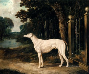  white Oil Painting - Vandeau A White Greyhound Herring Snr John Frederick horse